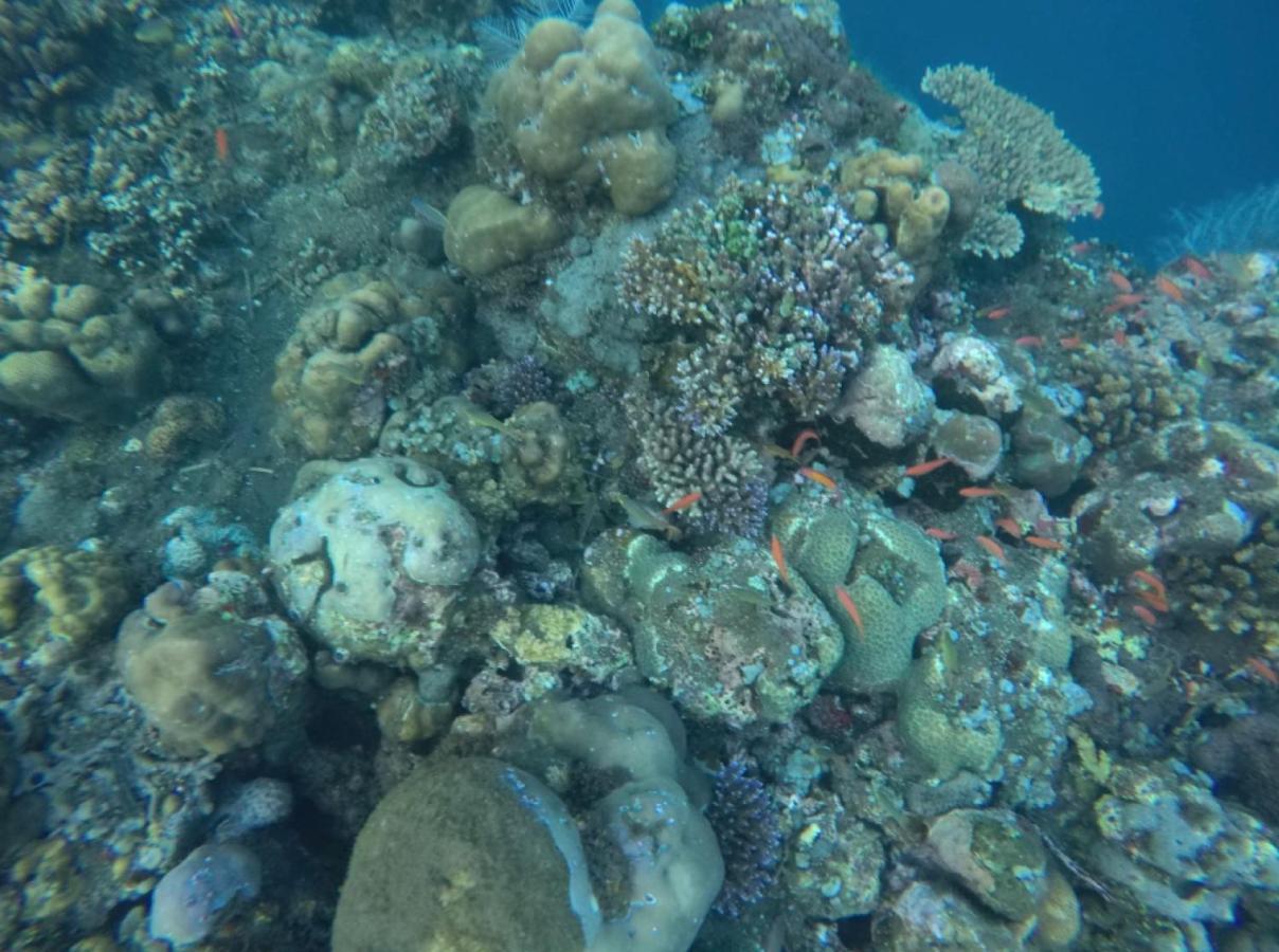 Bali Segara Lestari Oceanfront Villas Tejakula Exterior foto